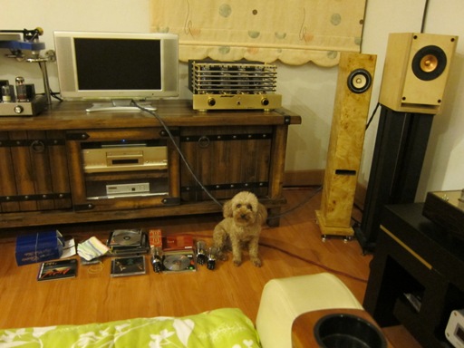 Poodle at Lee's Audio System Poodle at Lee's Audio System